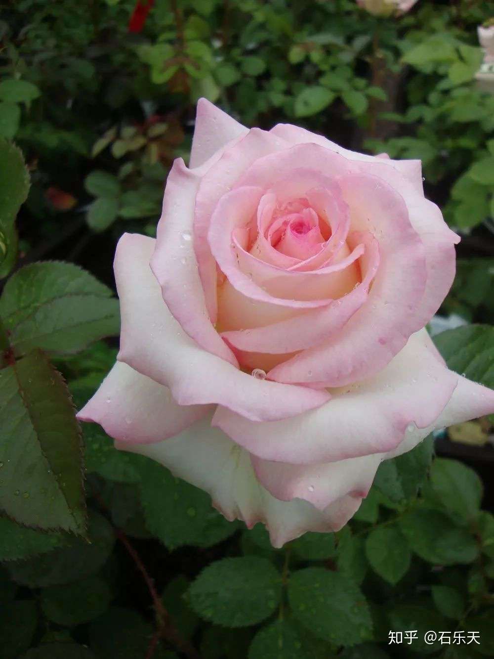 真正的月季 玫瑰 蔷薇怎么区分 知乎