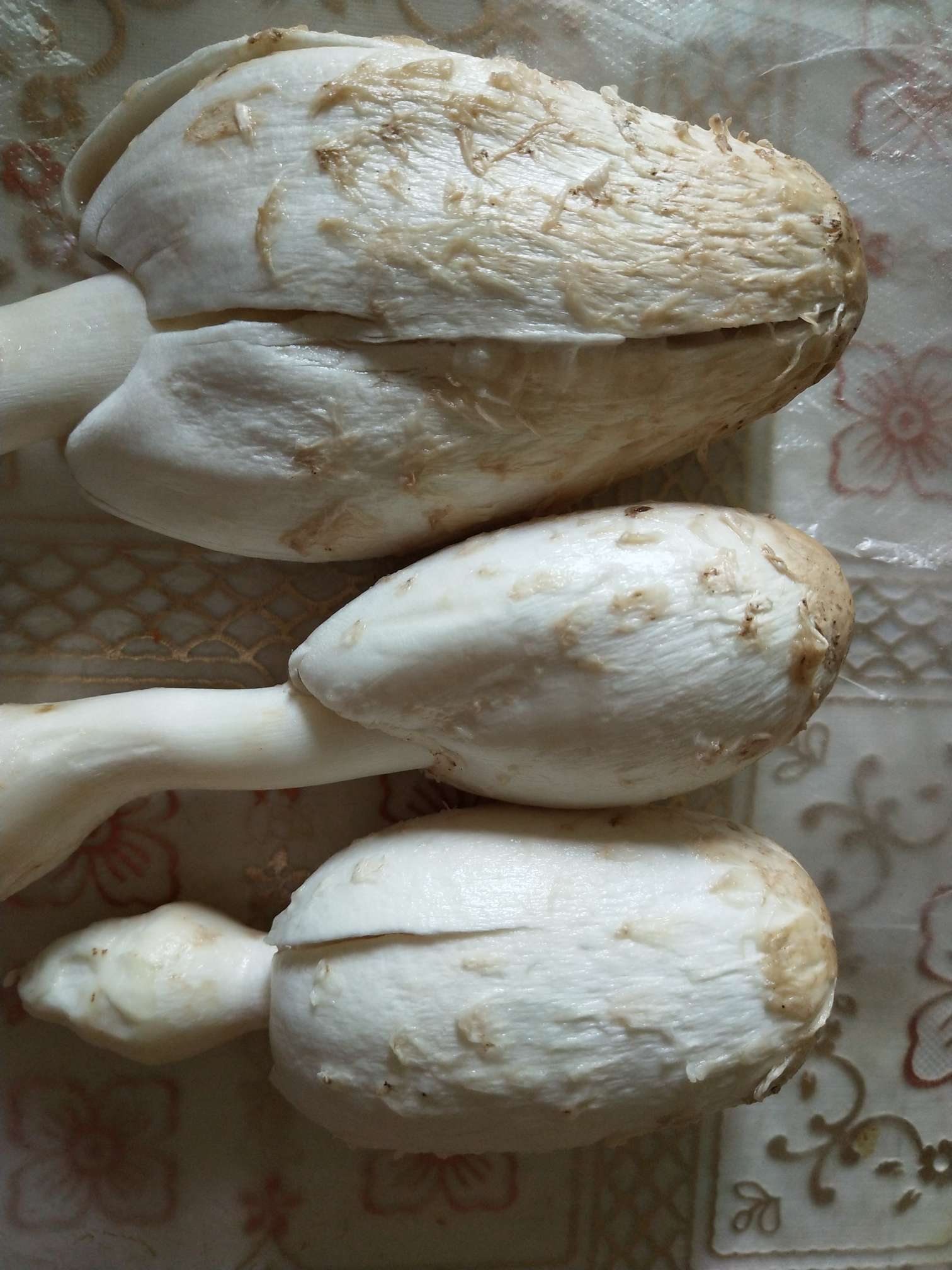 傲娇的银杏 的想法: 采蘑菇的小姑娘～ - 知乎