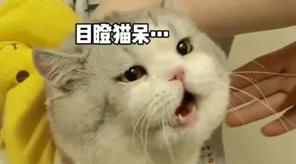 社死便秘小猫咪 笑翻全网 其实它很难受 知乎