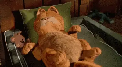 原来加菲猫这么可怕怪不得养过的人都说不会再养了