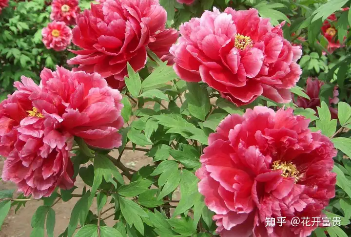腾讯页面停用发送（荷花都有什么样类型呢）竟然能这种，
