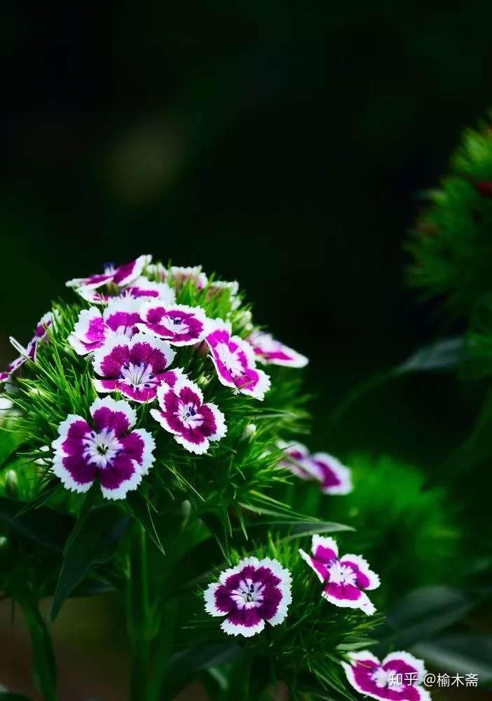 陆龟蒙 石竹花咏 诗词赏析 知乎