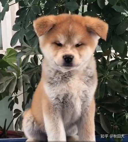 如何判断秋田犬照片和视频 知乎 如何判断秋田犬照片和视频 知乎