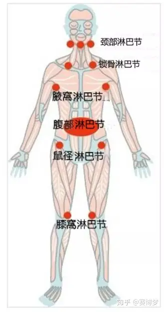 人体八大淋巴位置图图片