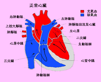 浅谈猫咪的肥厚性心肌病 知乎