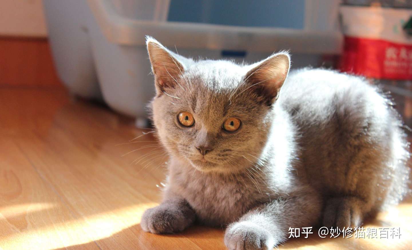怎样在一窝猫中挑选 猫王 这几个老祖宗挑猫术快收好 知乎