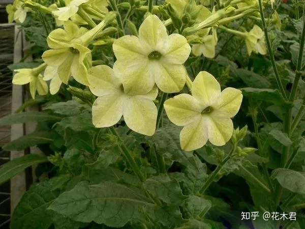 烟草是不是我国原产 起源何地 花烟草和烟草花有什么区别 知乎