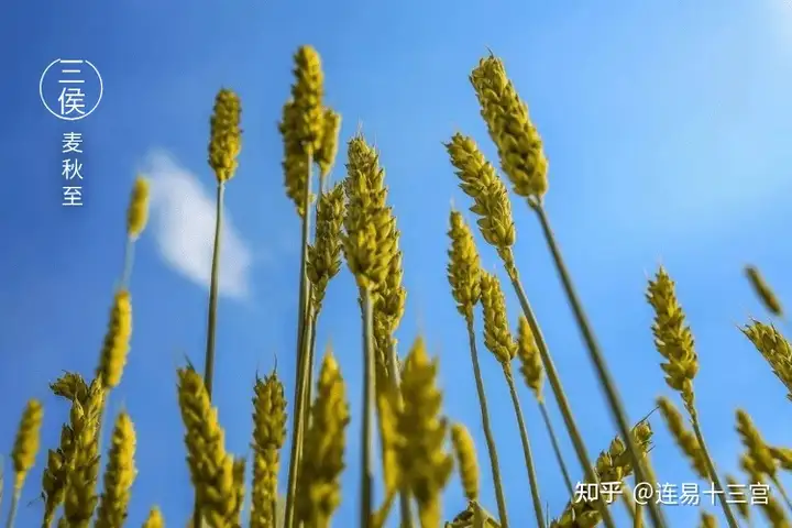 【24节气详解】小满-附养生精要