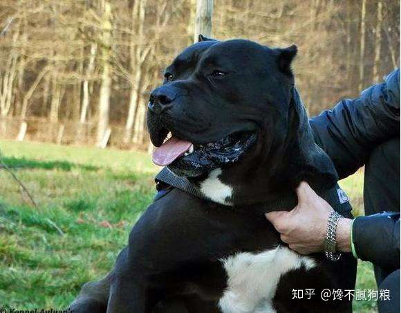 这几种狗不简单 有一个霸气的名字 江湖人称 犬中四煞 知乎