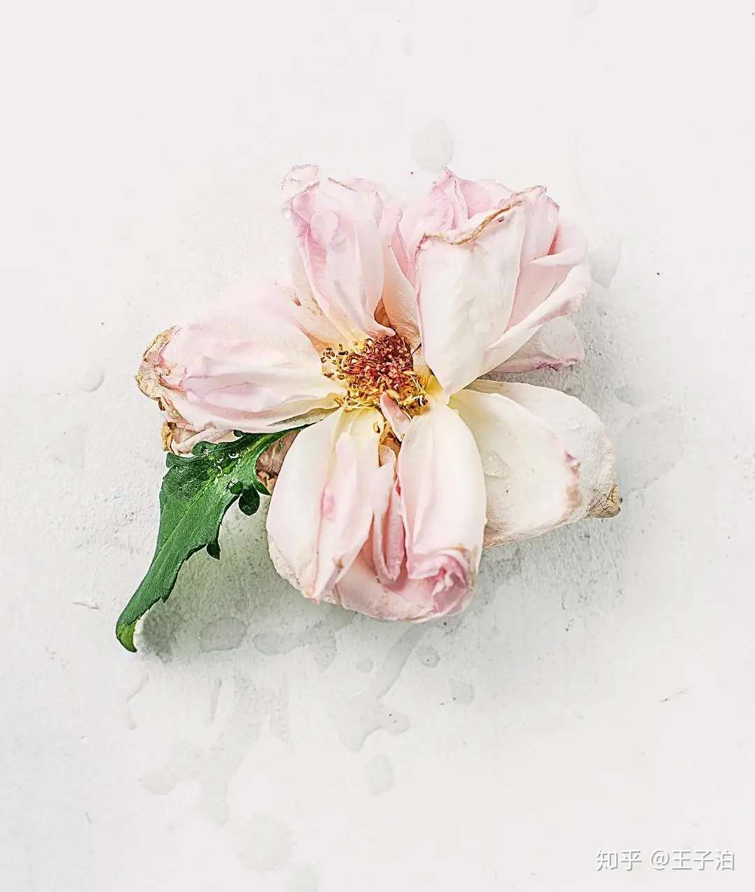 史上最全干花制作 购买 上色 保存干货 知乎