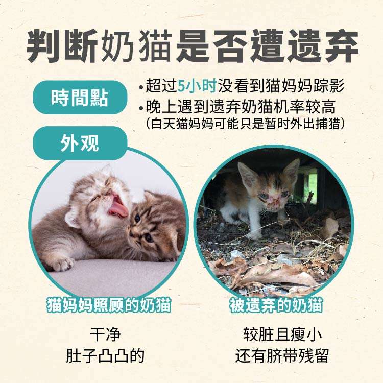 手把手教你养奶猫 超详尽奶猫喂养攻略 知乎