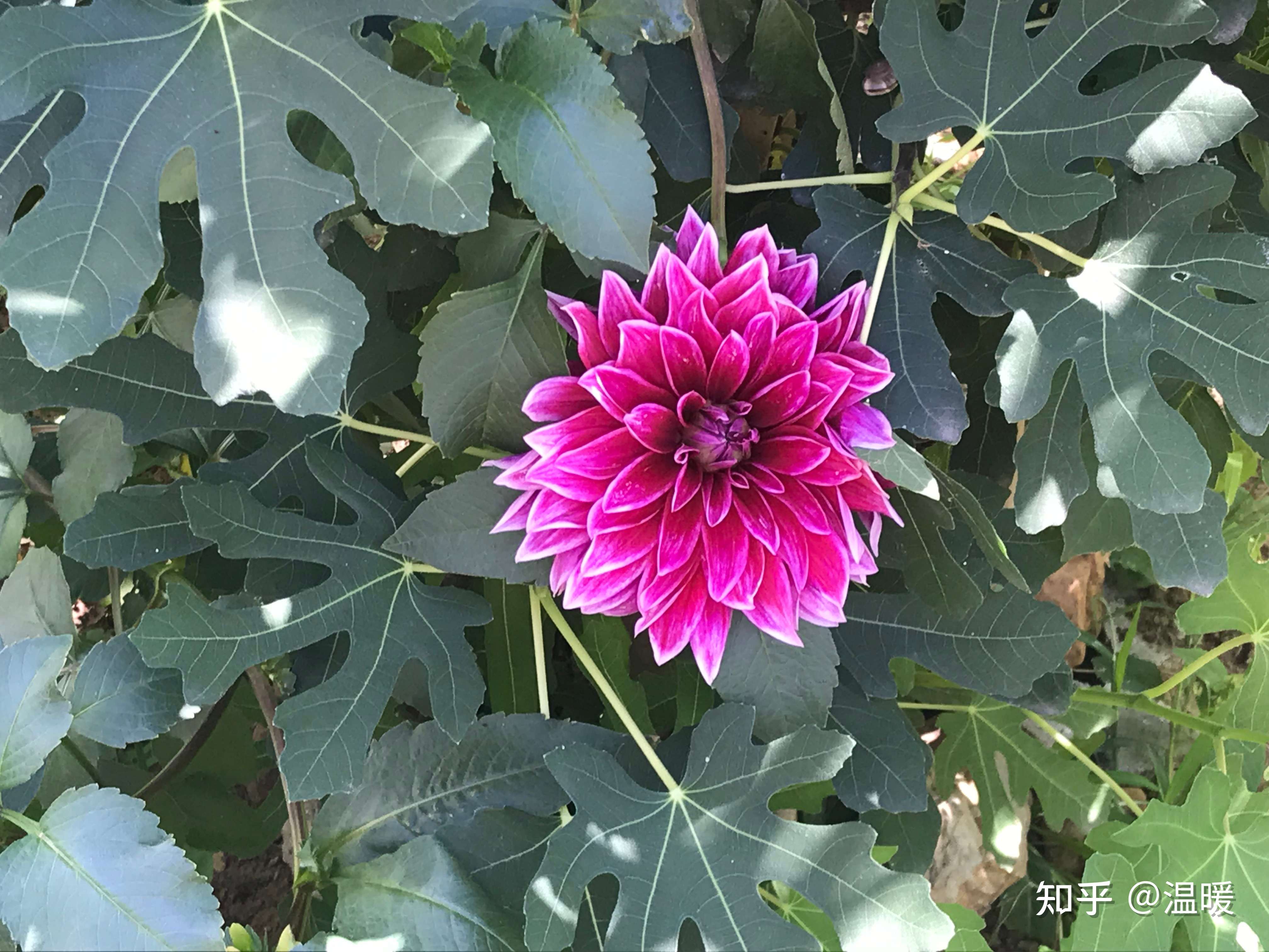 温暖 的想法: 俗称地瓜花, 学名大丽花 - 知乎