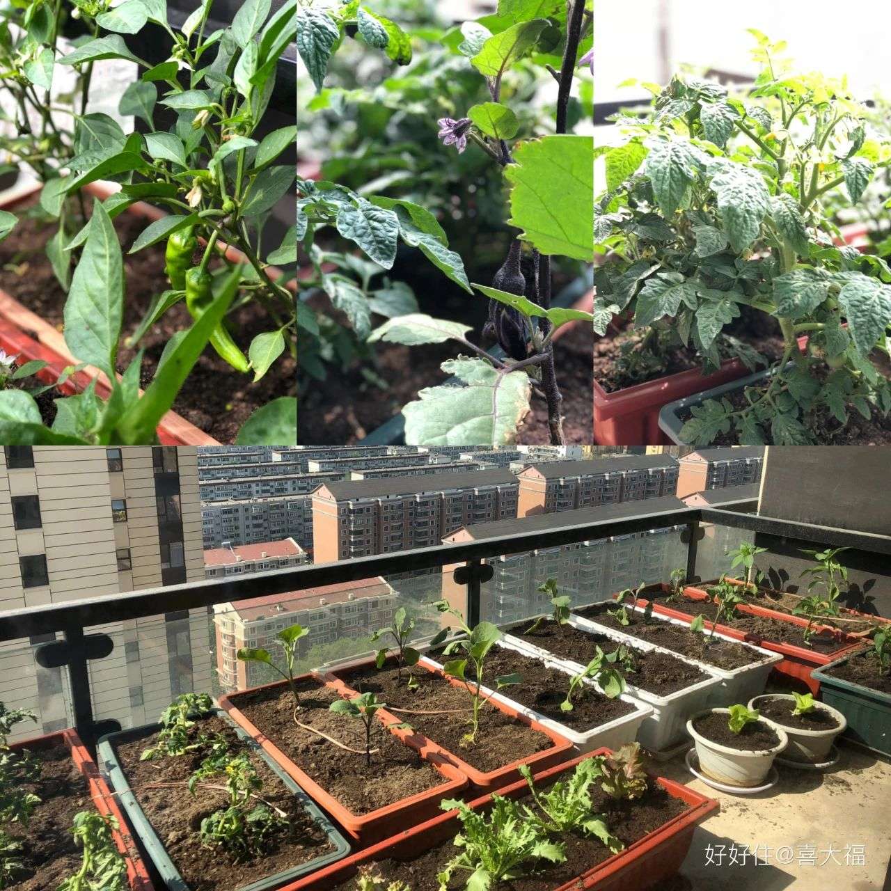 半米阳台也要种菜 这些年轻人都是当代陶渊明 知乎