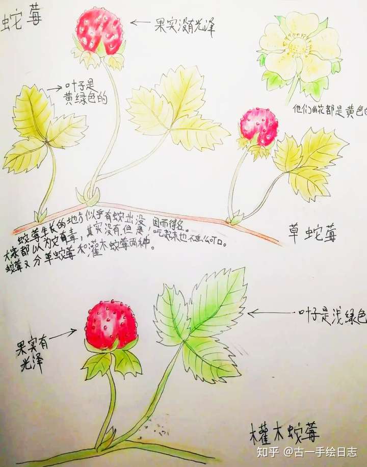 古一手绘日志——蛇莓