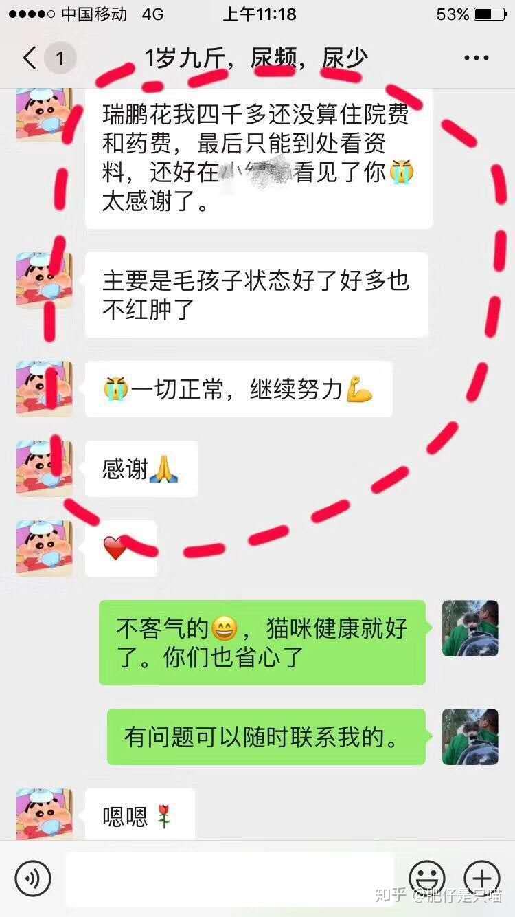 猫咪膀胱炎，尿频，排尿困难怎么办？ - 知乎