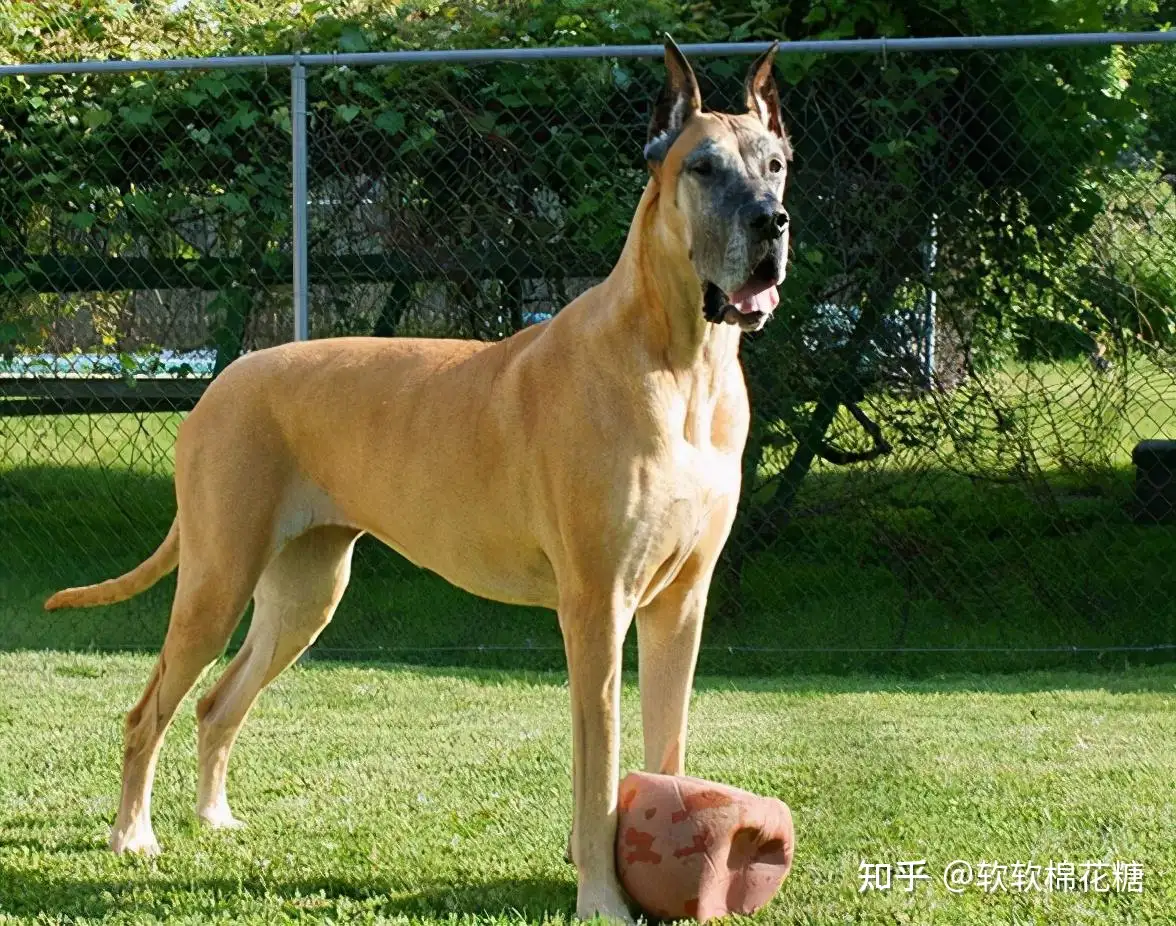 狗界寿命 最短 的5种狗 你家狗上榜了吗 知乎