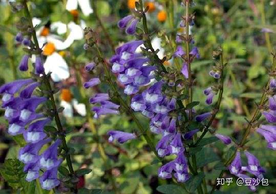 常见开蓝紫色花植物 知乎