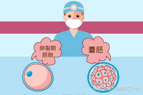 成都试管供卵中心（你知道什么是试管婴儿冻胚、囊胚、鲜胚吗？答案正慢慢揭晓）