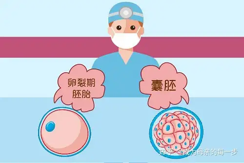 上海第三代试管排名（你知道什么是试管婴儿冻胚、囊胚、鲜胚吗？答案正慢慢揭晓）