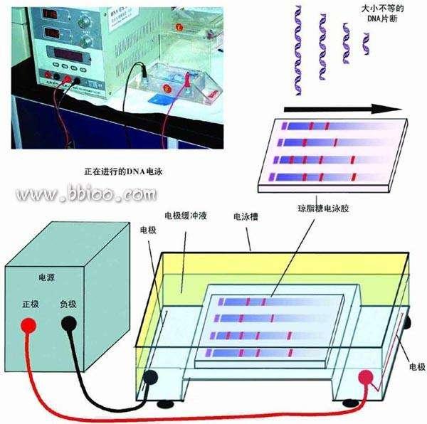 电泳液:作用是使溶液具有一定的导电性.