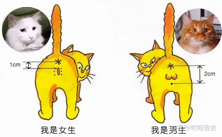 养猫，公猫好仍是母猫好呢？（家里养猫养公猫仍是母猫好）