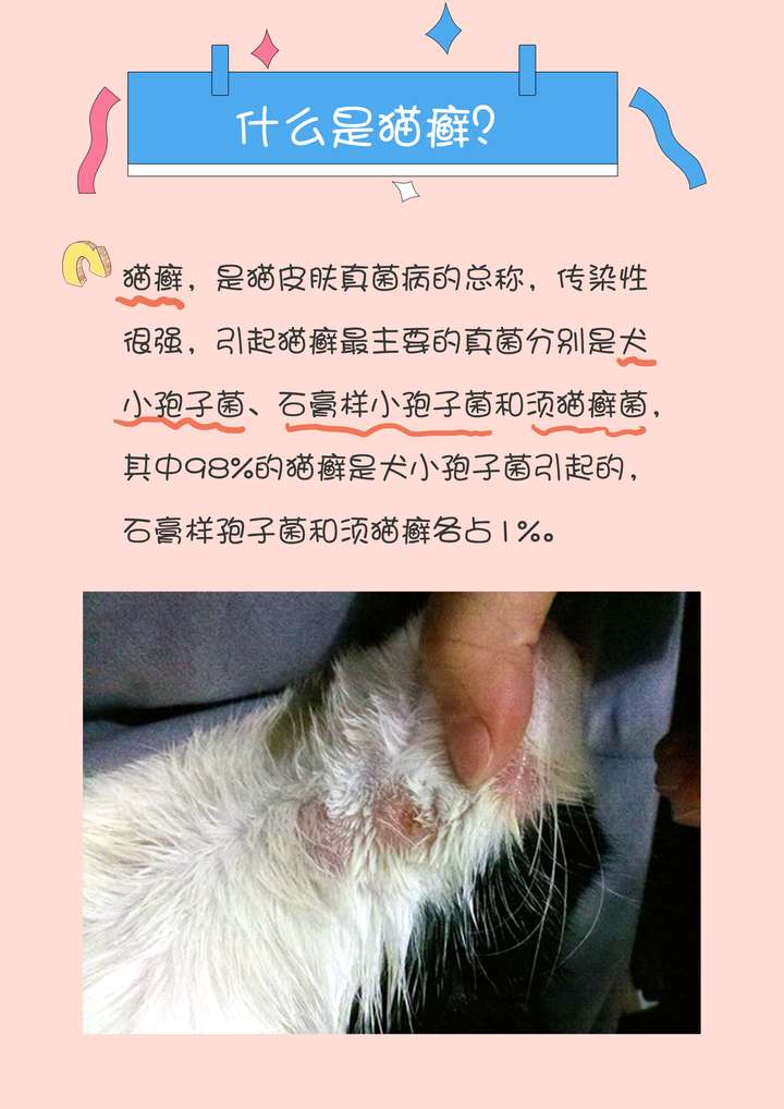 猫藓的特征和治疗方法