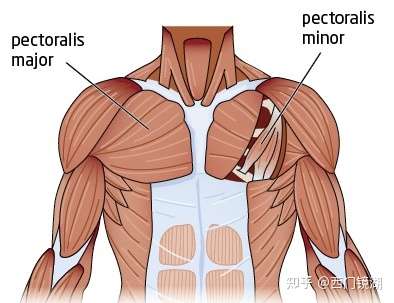 胸大肌在哪个位置图片图片