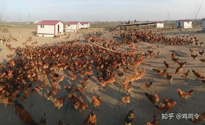 農家散養雞比現代養雞場飼養的雞更安全嗎?