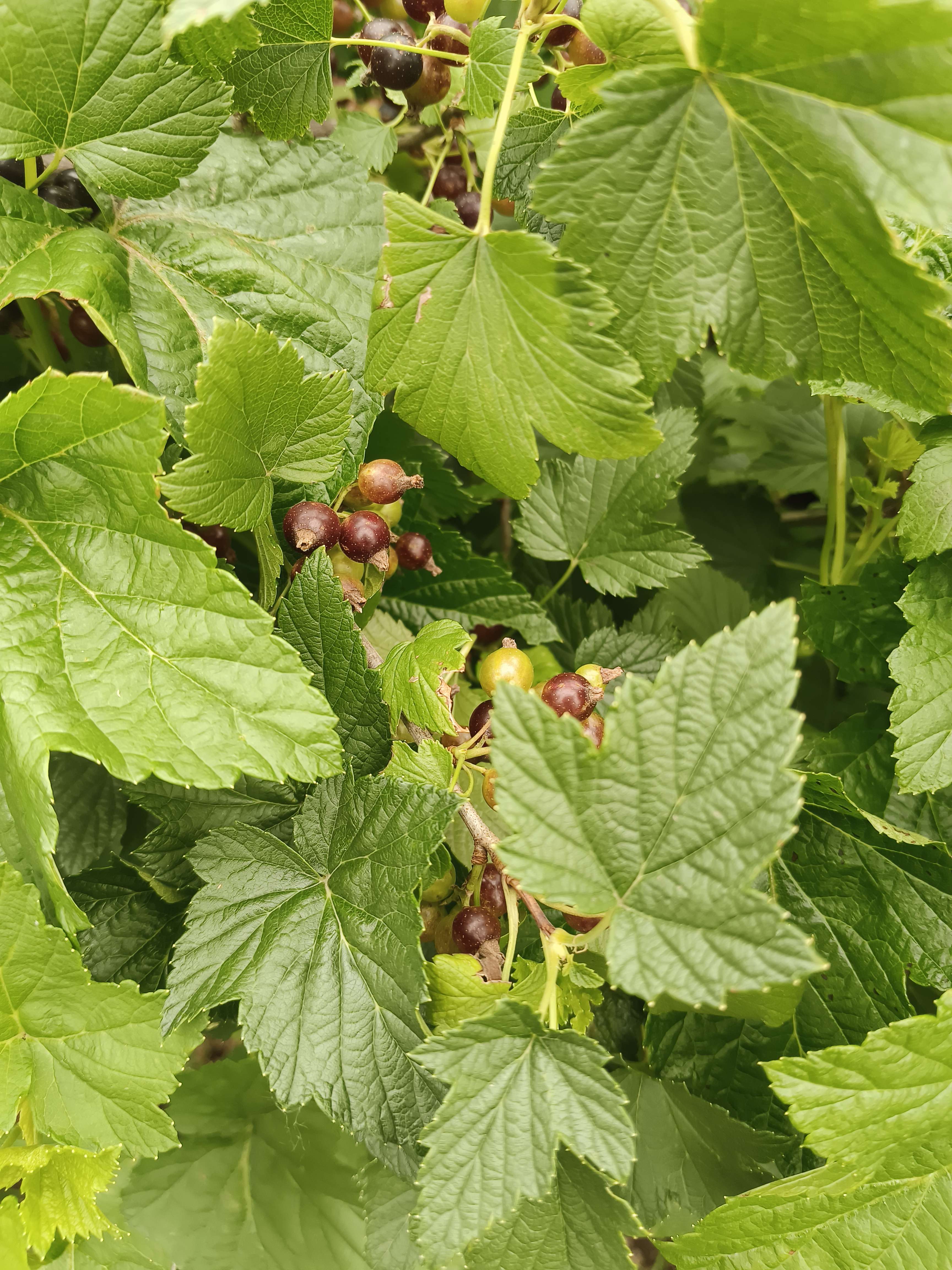 映山红 的想法: 黑加仑熟了,酸酸甜甜的,小味儿可带劲儿… - 知乎