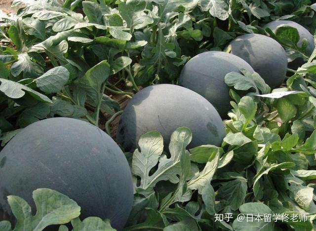 这日本黑皮水果 一颗种子值3千元 一个卖3万 简直就是天价水果 知乎