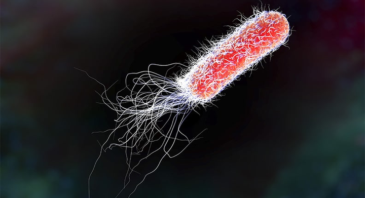 大肠杆菌是坏的细菌吗?它能对身体产生什么样的伤害?