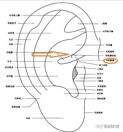 国标耳穴-解剖部位中的穴区范围-耳轮13穴一- 知乎