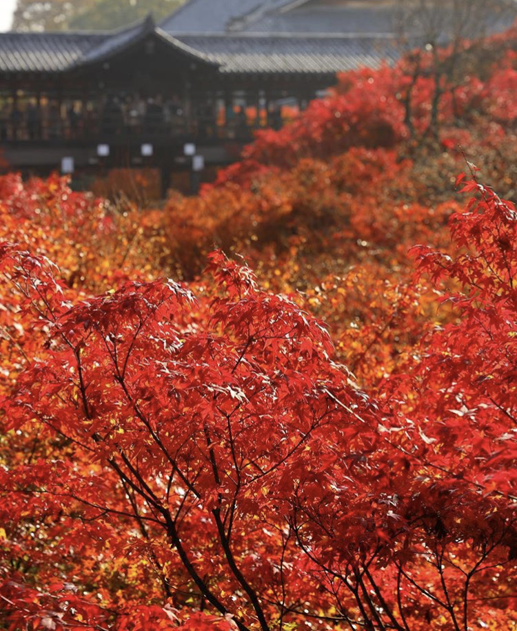 日本红枫季 一起去京都散个步吧 知乎