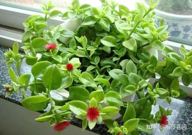 心叶日中花 我是一枚肉肉 别把我当成中草药 知乎 心叶日中花 我是一枚肉肉 别把我当成中草药 知乎