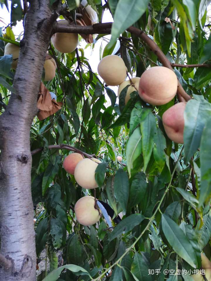 山东临沂红叶冬桃11月开园欢迎采摘订购脆甜