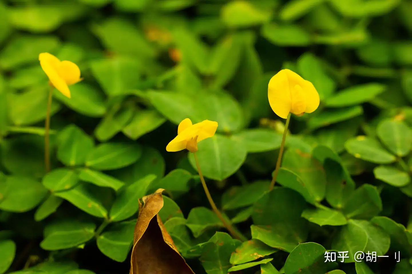 蔓花生 不和别人比较 只想不断超越自己 知乎