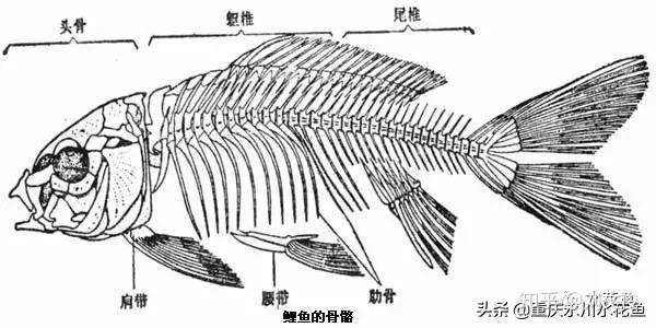 做菜时鲫鱼黑鱼的刺有没有可能按照解剖图去干净?
