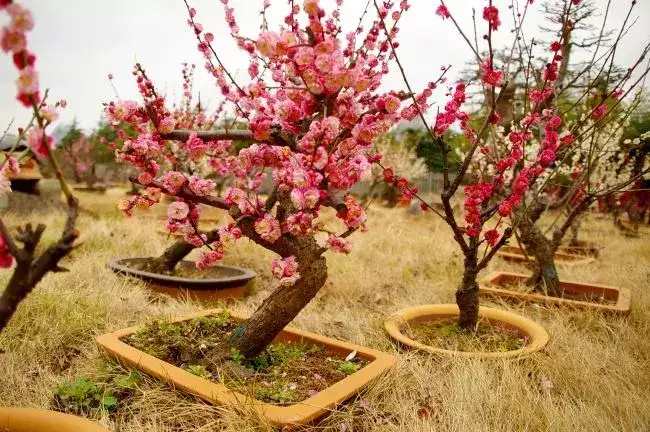 梅花盆景春节催花的一点小窍门 知乎