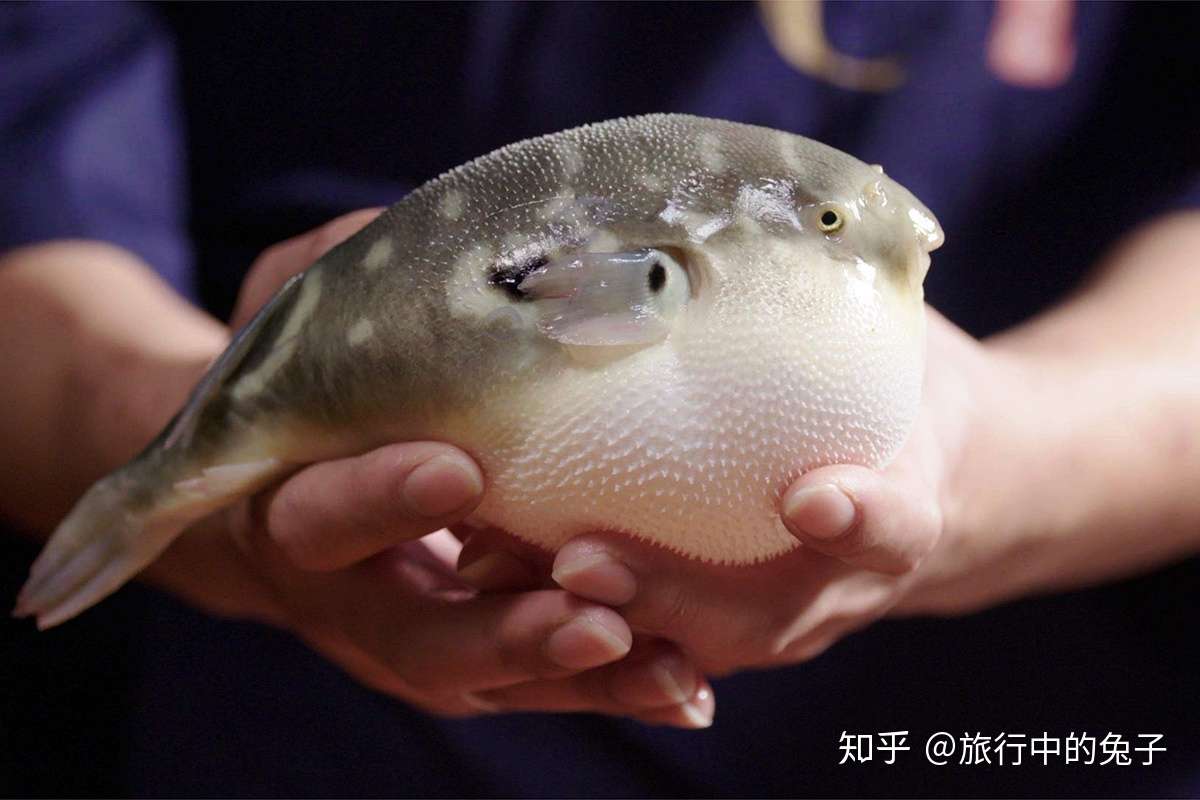 河豚在日本卖的如此火爆 难道他们对河豚 百毒不侵 知乎