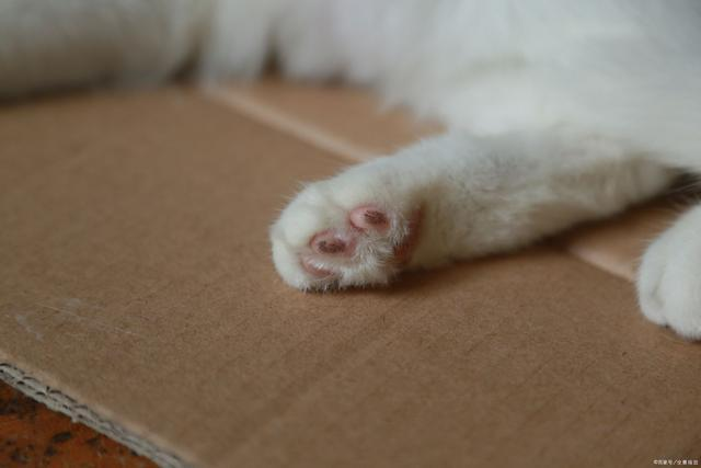 十大猫咪冷知识,你都知道吗? 十大猫咪冷知识,你都知道吗?