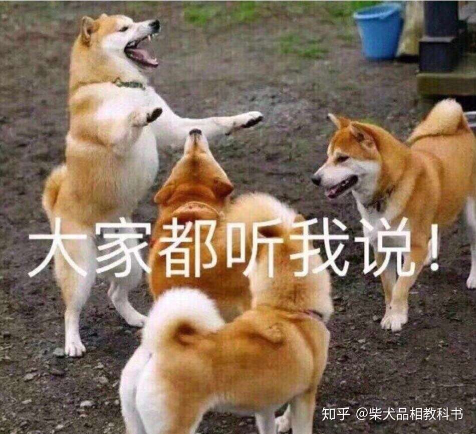 关于柴犬的那些事 知乎