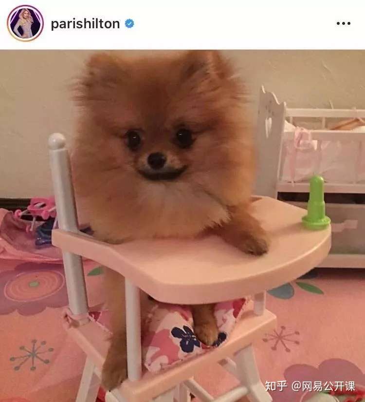 茶杯犬有多可爱 这场悲剧就有多残忍 知乎