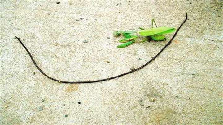 铁线虫是什么生物（铁线虫到底有多可怕）