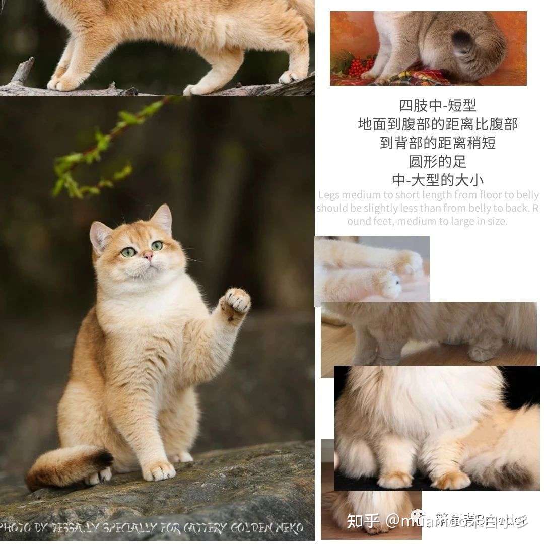 英国短 长 毛猫品种标准 Tica Wcf 知乎