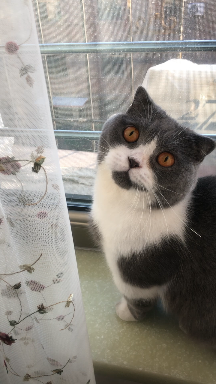 猫咪洗澡视频 v2-0ddcda94a2d39acfcdc33aeb4f6fe23d_720w.jpg?source=1940ef5c
