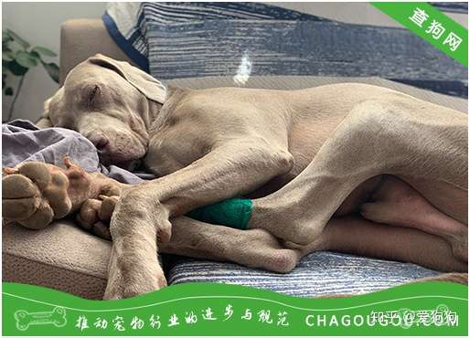 从哪些方面观察爱犬的健康状况 知乎