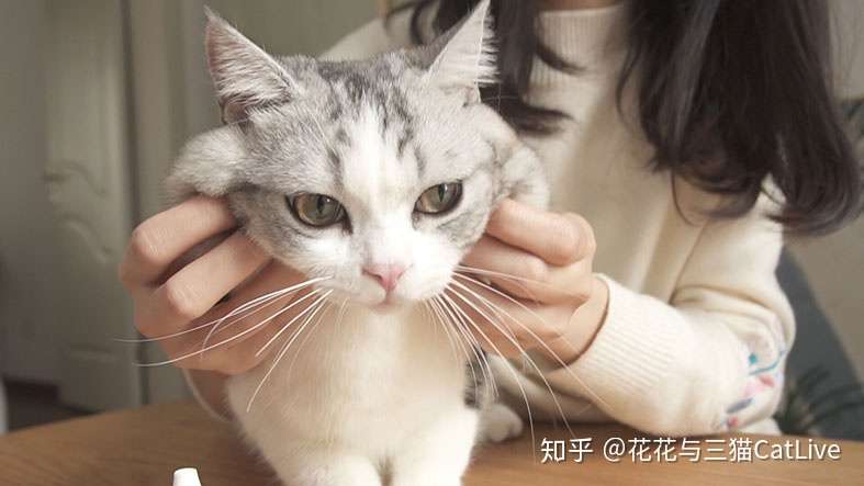 猫咪的耳垢如何正确清理？ - 知乎