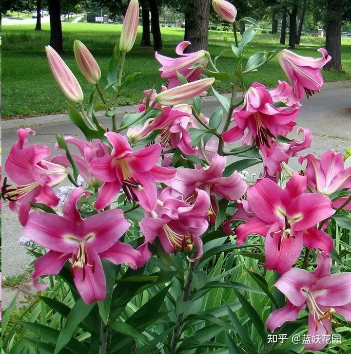 解析 蓝妖 百合花种球的种植方法和注意事项 这些点一定要注意 我喜欢 养殖知识 52创业知识分享网