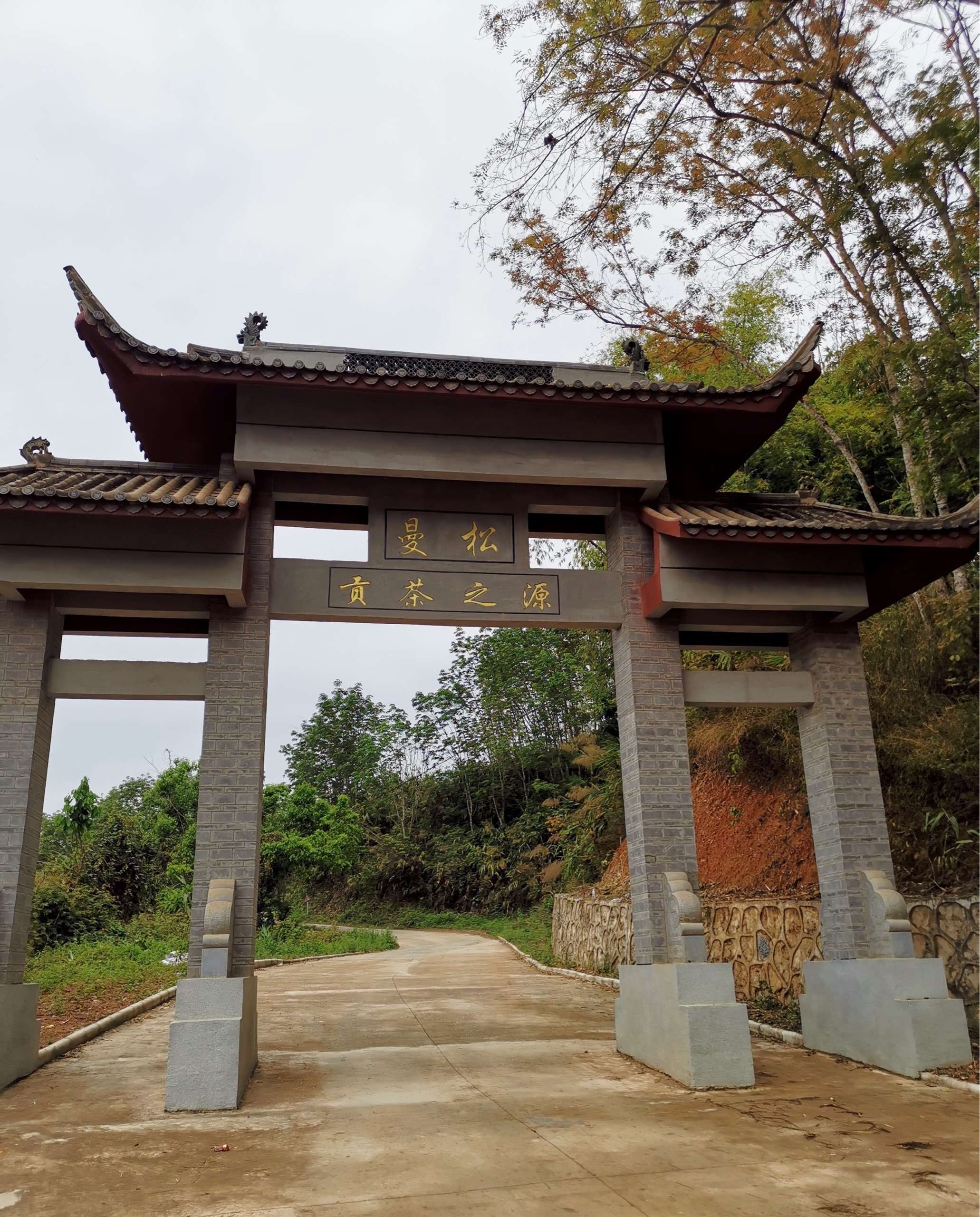 茶人茶语 的想法: 【 曼松 】主体分王子山和背阴山 海拔较… - 知乎