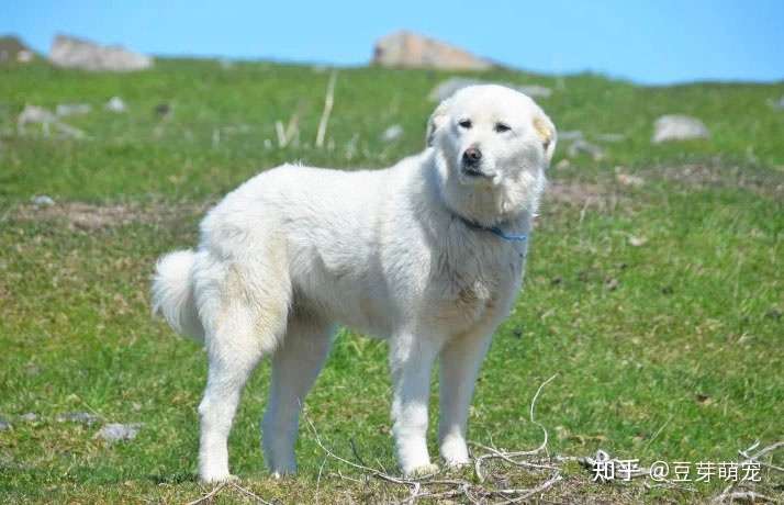 狗由狼进化来的 大家都知道 那么你知道哪几个品种腿后有狼爪呢 知乎